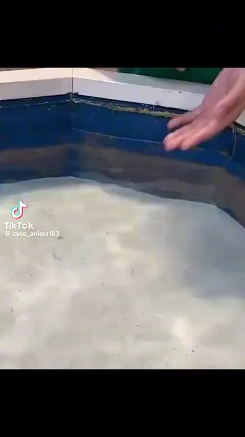 Baby Sea Turtle wants to be cleaned.