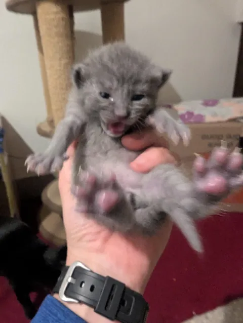 The foster agency needed a photo of the grey kitten.