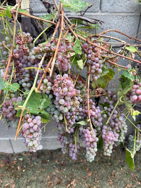 Grapes, help me!