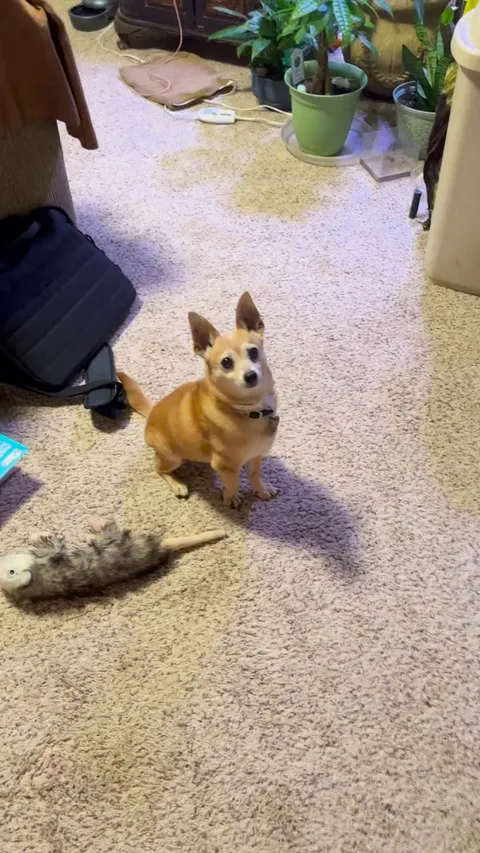 Brewster ready for a walk!