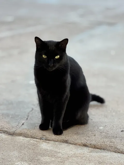 My little house panther