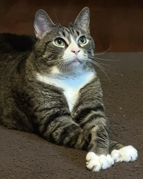 STOP! Show your distinguished gentlemen and noble women!