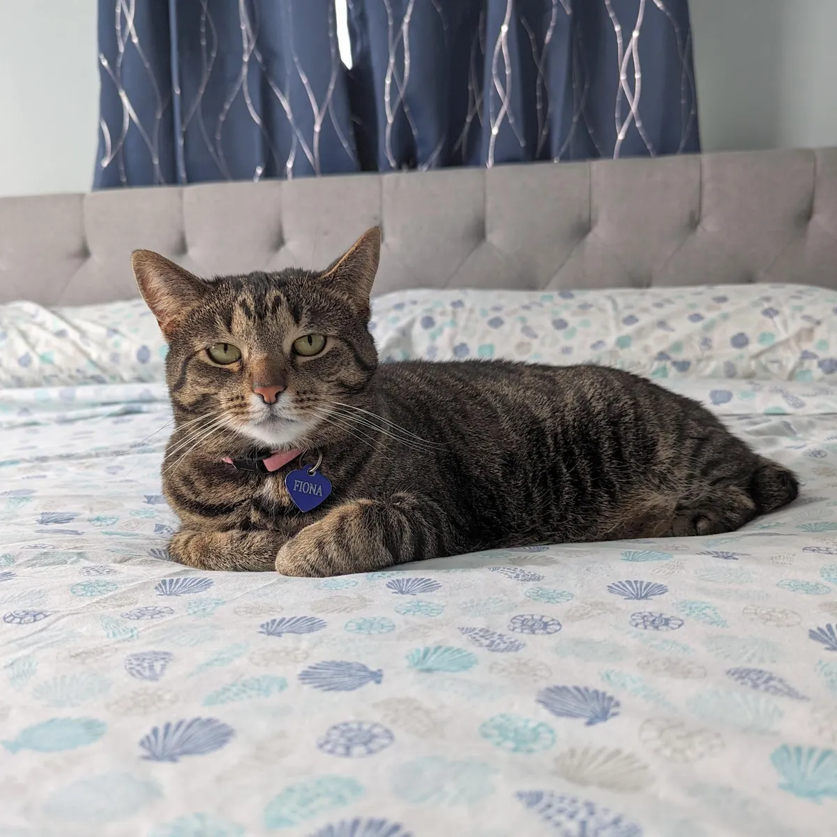 Look, who owns half of my bed