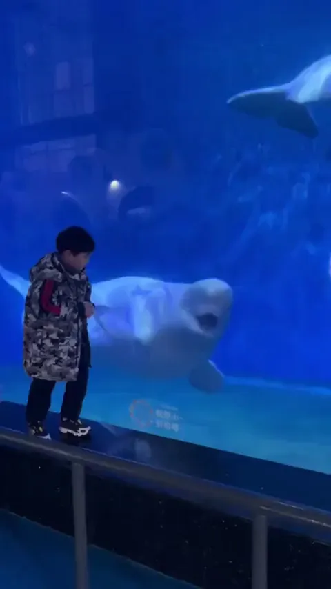 Beluga whale playing with a lil one