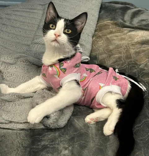 Good news from our shelter, Chloée and Cléopâtre were adopted together ❤️❤️❤️