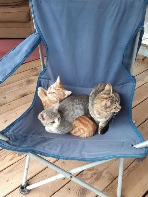 4 years ago my Girlfriend was taking a walk in the middle of nowhere in Arizona when she heard the tinest of cries coming from a PVC pipe. When she looked she found these little babies. She brought them home showered them with love.