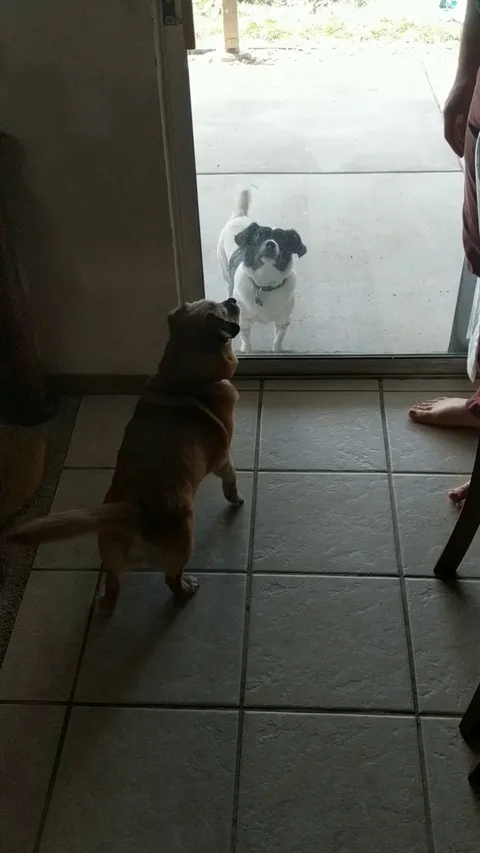 Everyday the neighbors dog comes into our backyard through a hole in the fence and it’s our old man’s favorite thing.