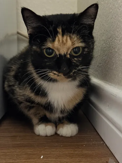 Our little sweet girl we adopted two days ago