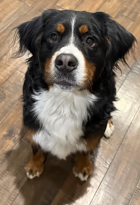 How do you say no to this face?