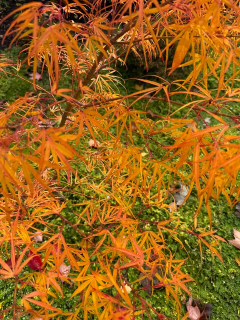 Fall foliage on my Japanese maples