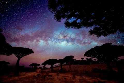 The Dragons Blood tree is endemic to Socotra island in Yemen. I spent the night here photographing the milky way! Darkest sky I ever saw (so far)