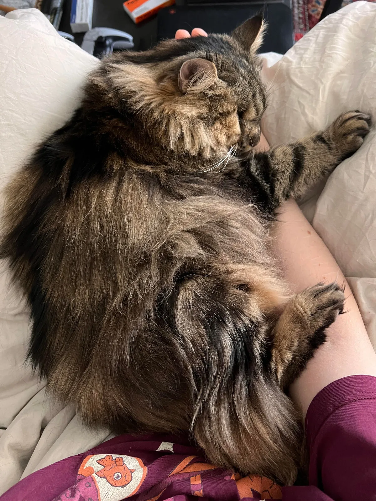 Just a sweet story about adopting a senior cat :)