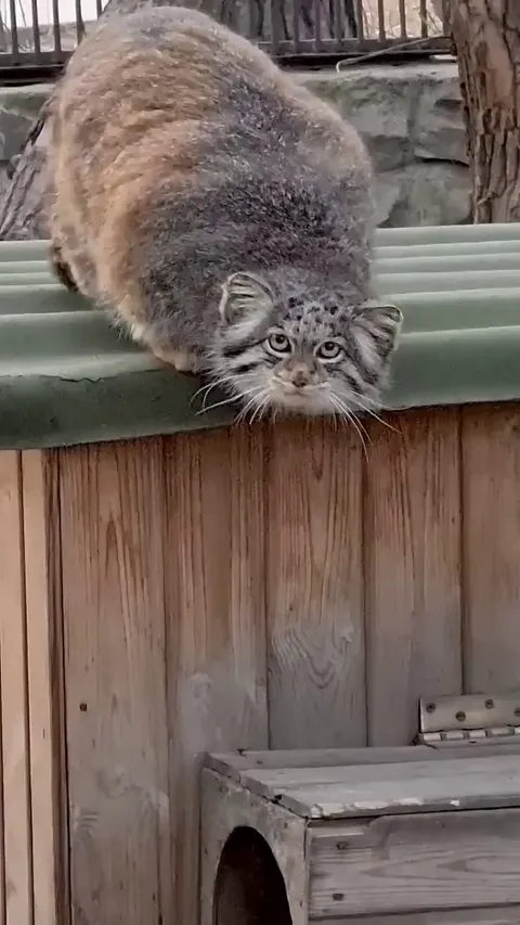 She has a round body. ☺️