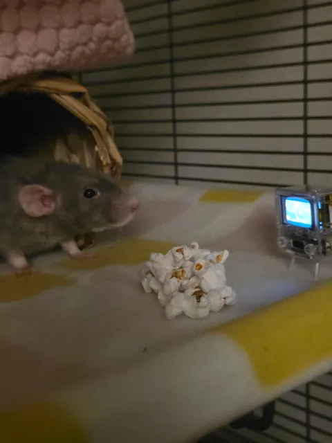 Showing my rat Ube the sacred texts