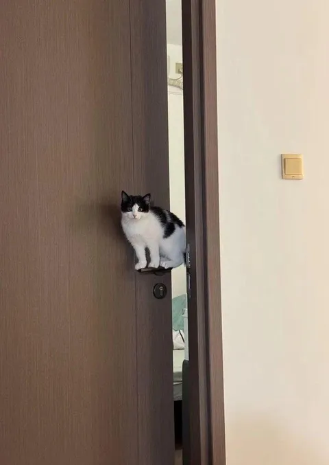 Levitating kitty