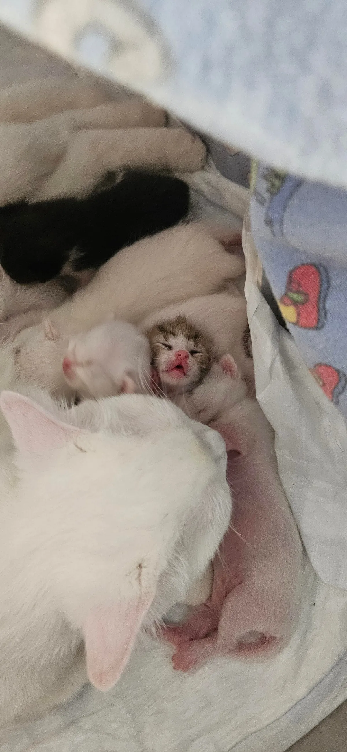 My Angel and her Angels