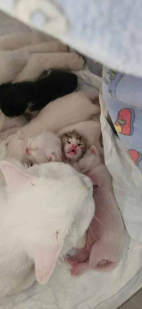 My Angel and her Angels