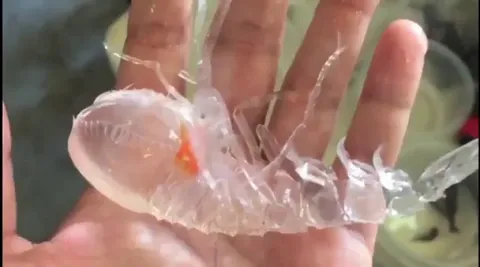 🔥This is a Cystisoma - they have unpigmented, transparent bodies which render them invisible in water. It is an amphipod, an order of crustaceans.