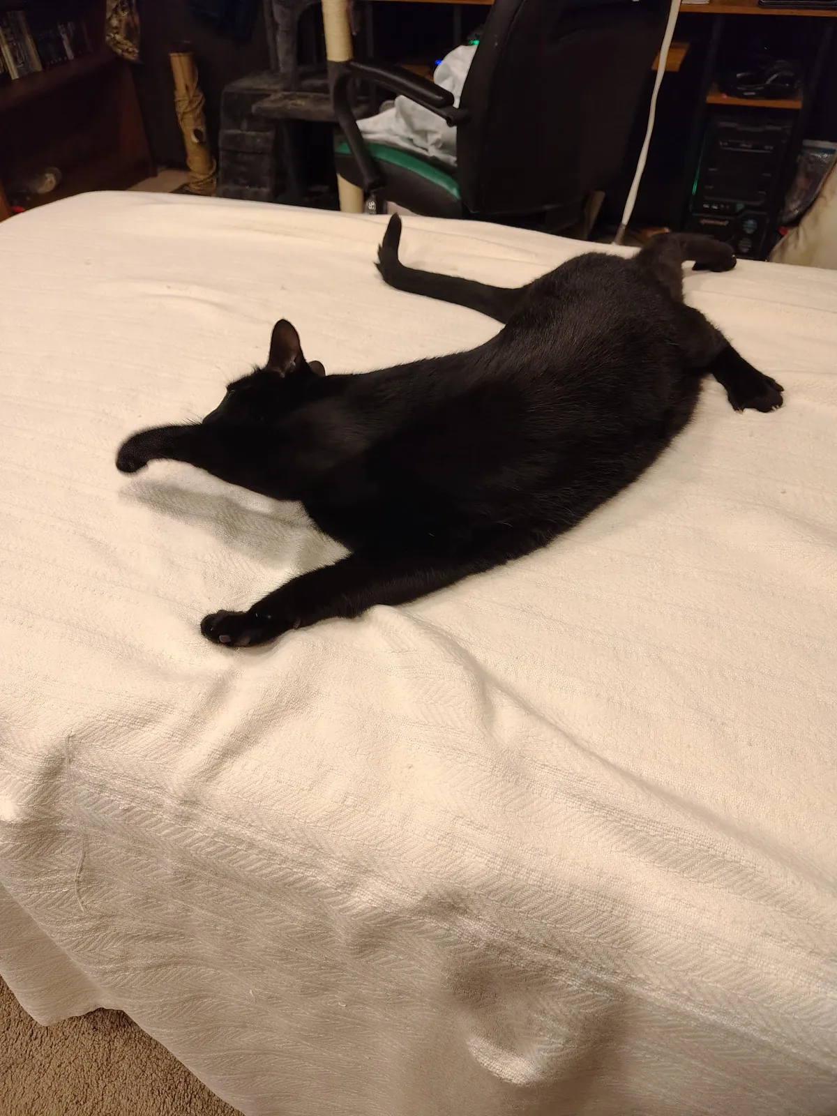 I washed the white blanket after Samhain made it grey again. This is him not 30 seconds after I put it back on the bed. Every single time...