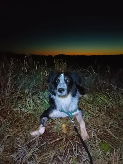 Moxie and her potato friendships... Small potato, big potato, weird potato 🥔❤️🐾