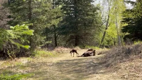 🔥Moose calves taking first steps today 