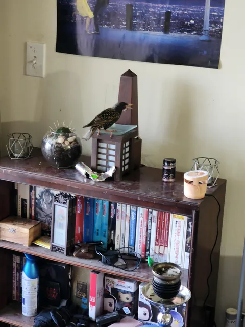 Came home from the store to find a bird in my apartment