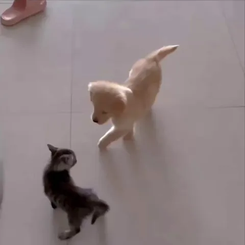 The beginning of a beautiful and chaotic friendship