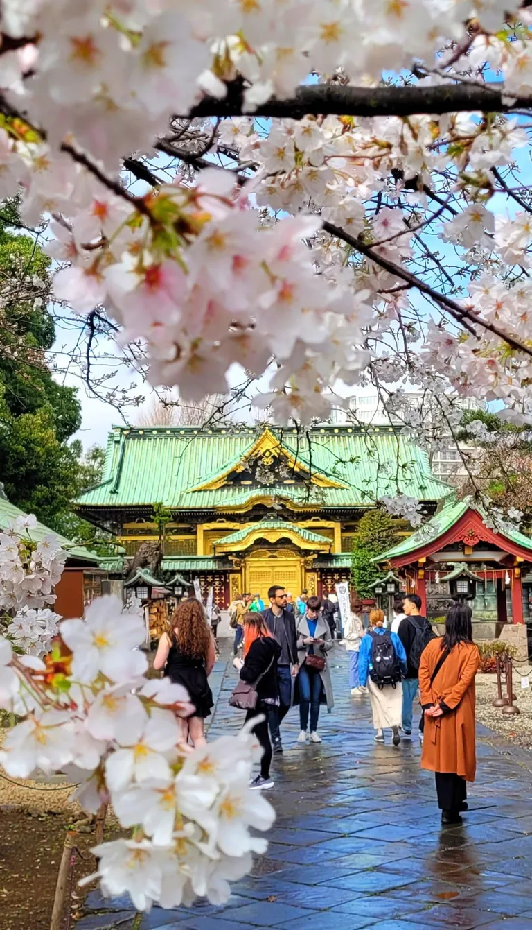 Tokyo under cherry blossoms, Mar/Apr 2025
