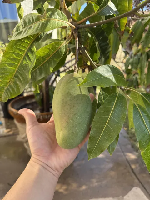 After 2 years this is my biggest mango to date !