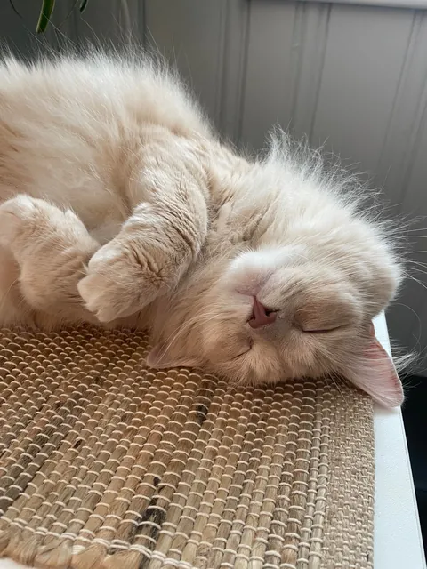 Gahwd I love him 💕