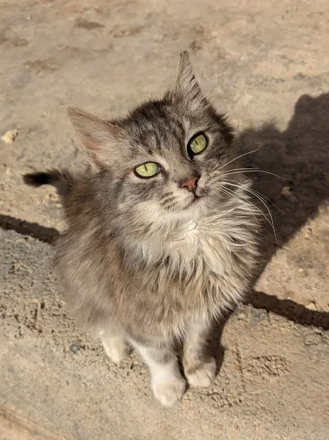 After a long day, I came home to a tiny kitten on my doorstep