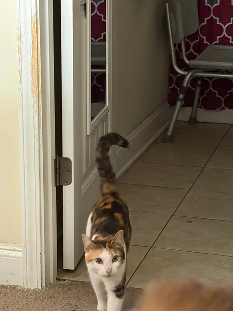 Adopted a last chance cat…