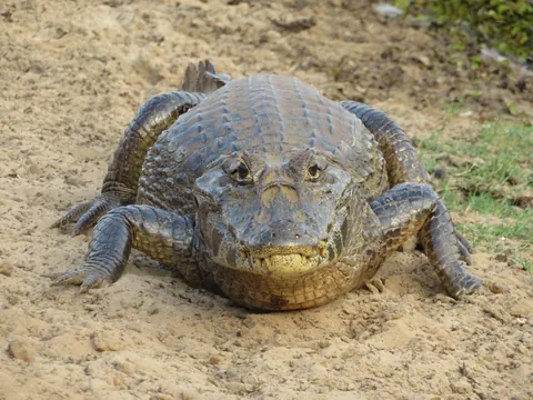🔥 Close encounter today with caiman in Pantanal, Brazil