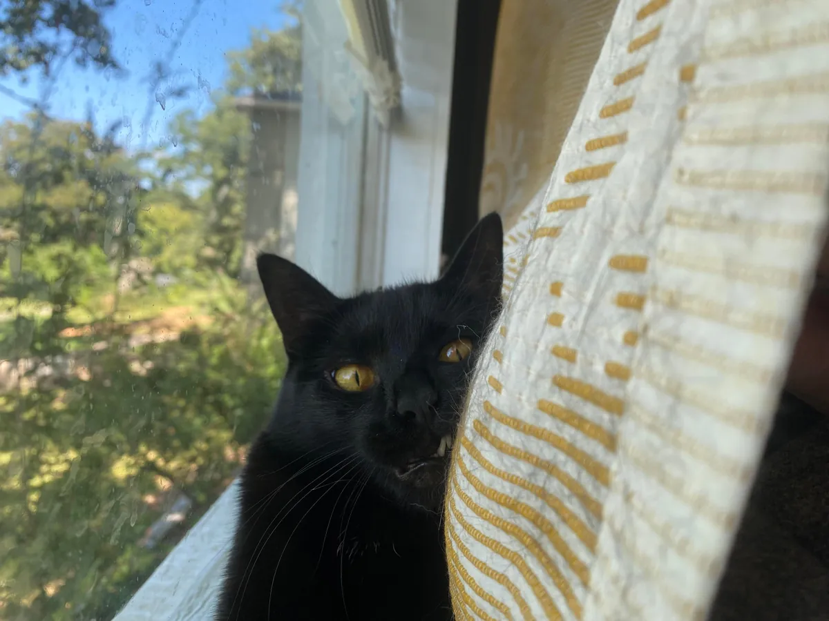 The sweetest and smartest cat I’ve ever had