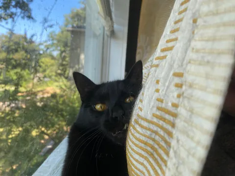 The sweetest and smartest cat I’ve ever had