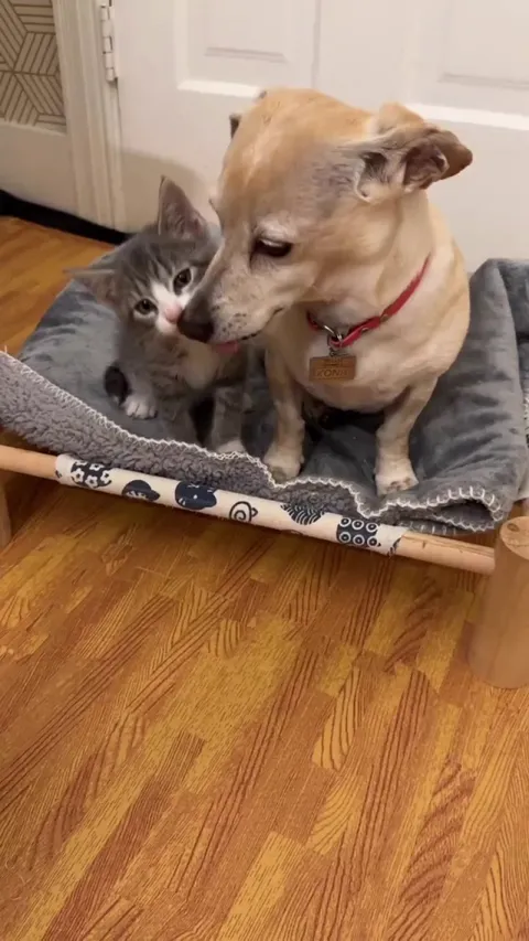 Foster mom with her new babies 