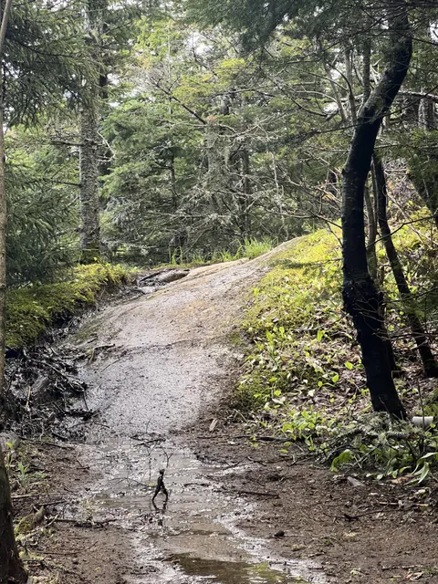 this stick on a trail looks like someone walking across a pond
