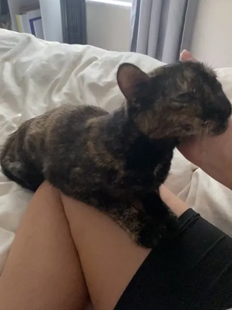 I brought this stray in 5 days after it wouldn't leave my front porch. She's mine now and she knows it.