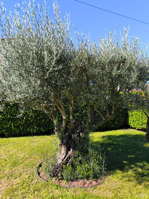 Help with 500 year old Olive trees