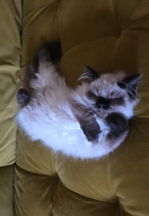 I'm now a cat owner! He's a Persian Ragdoll mix. Meet Pebbles.