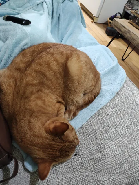 My wife refuses to move because it's the first time he sat this close since he was tiny. He's about a year old now