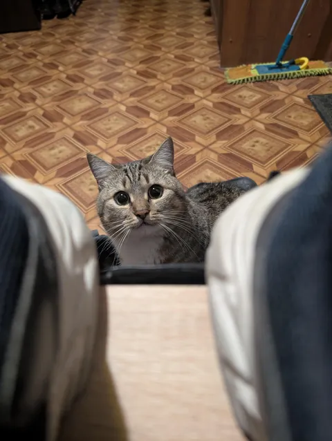 Hello reddit, meet my cat Seva, he is a very sweet and affectionate cat and he REALLY loves play❤️