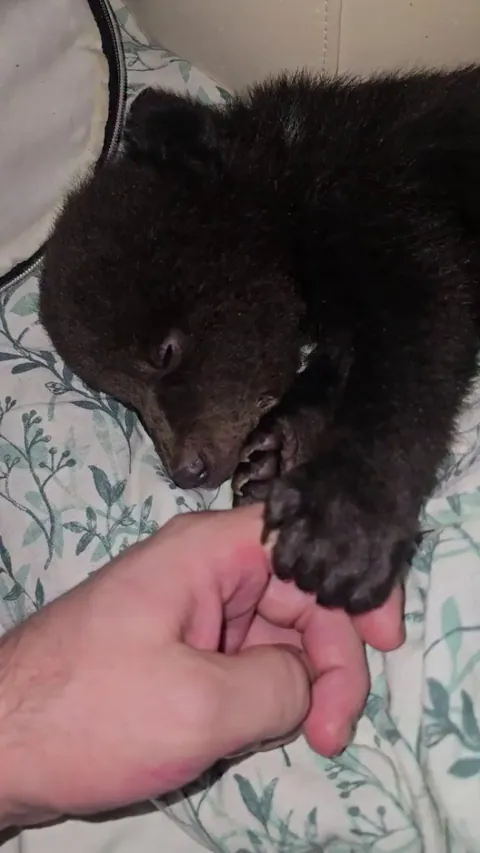 I didn't know I needed to hear the sound of a baby bear cub sleeping but here we are.