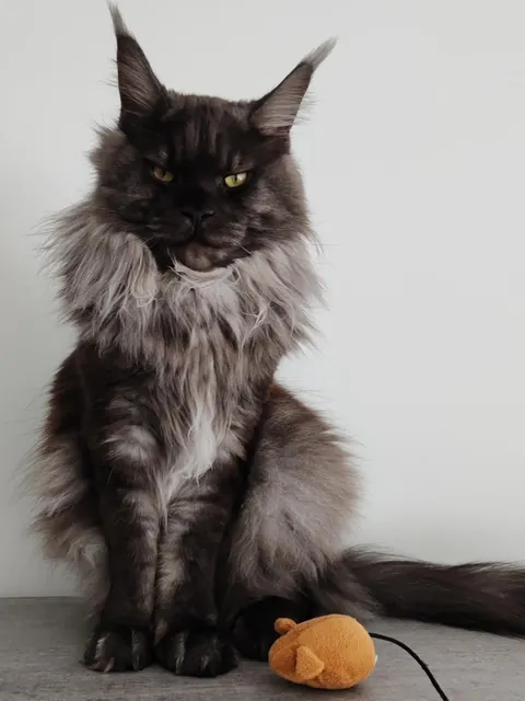 Théoden turned 1 year old.