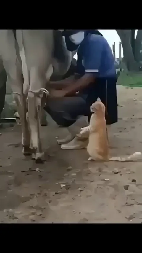 🐈: Hooman give me that 😼