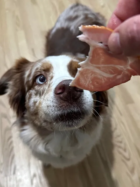 [homemade] smoked butt and cheddar w/onion and onion