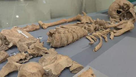 Bite marks from a lion were found on the skeleton of a Roman gladiator. They are the first archaeological evidence of combat between a human and a lion.