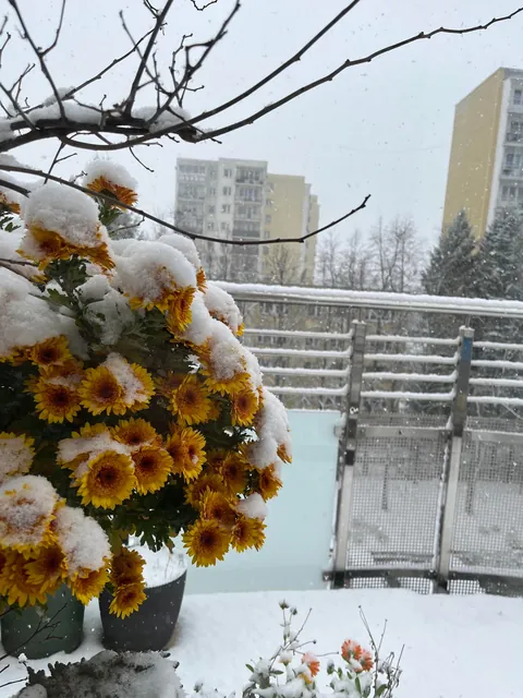 My chrysanthemums are not giving up!