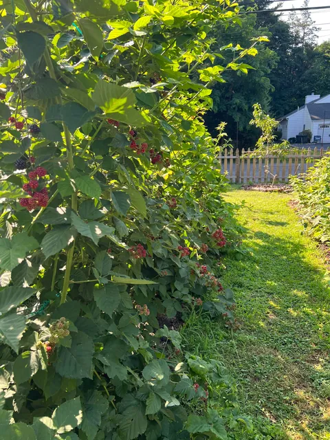 Turned my depression into a front yard garden