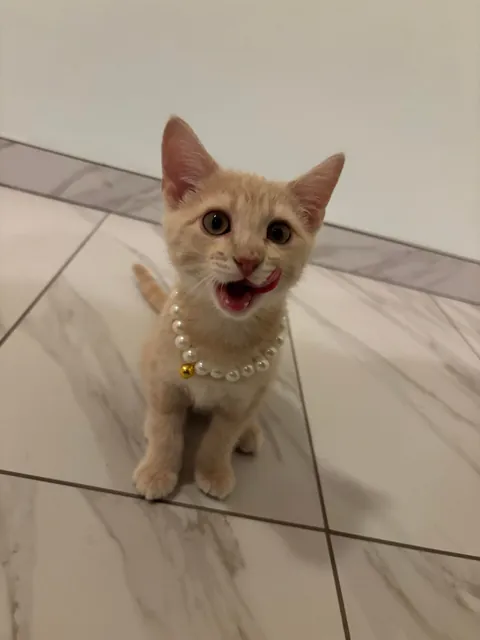 Is my cat a cream color or orange